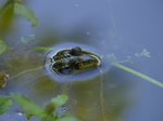 FZ019840 Submerged Marsh frog (Pelophylax ridibundus).jpg